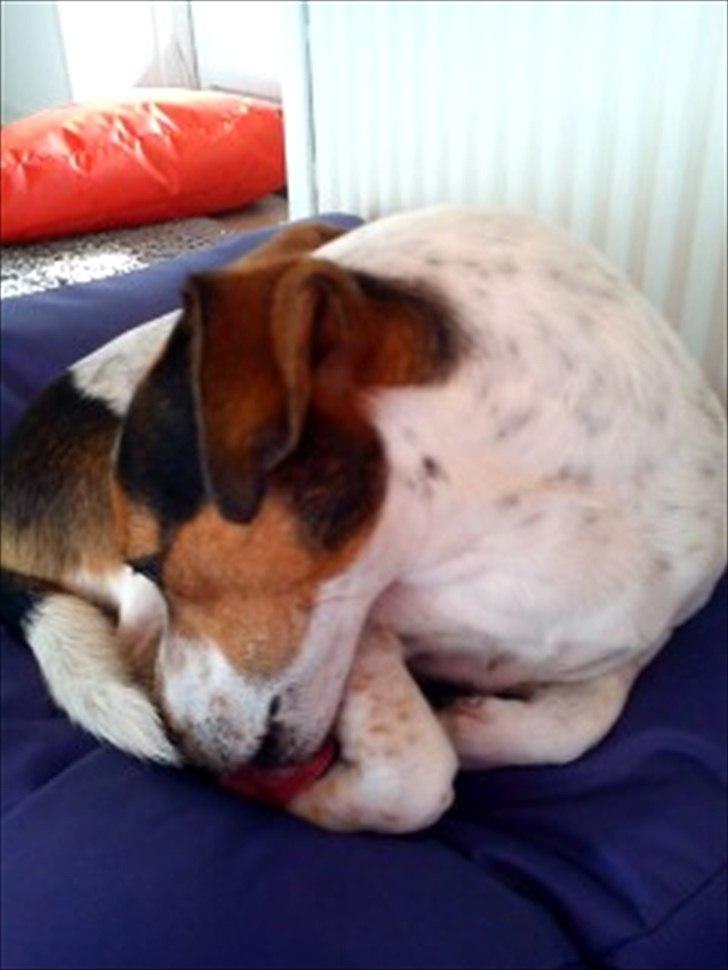 Blanding af racer Spot - Mon han er i familie med en kat? billede 6