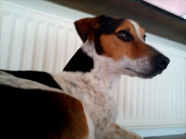 Blanding af racer Spot - Kommer der nogen? billede 7