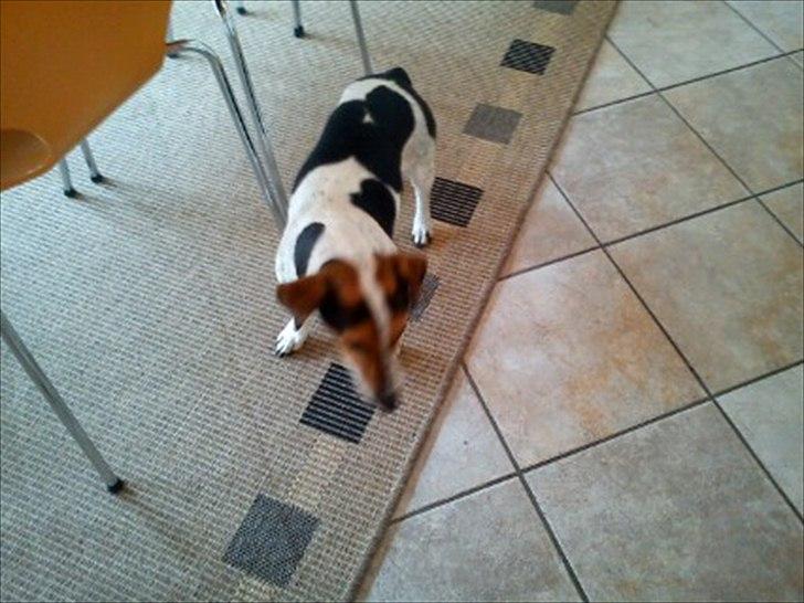 Blanding af racer Spot - På ferie i Lykken:D billede 8