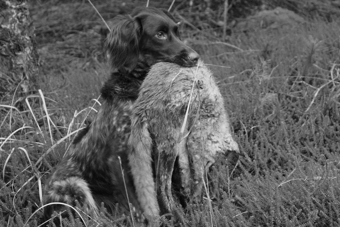 Kleiner münsterländer Løvmosen´s Tikka billede 13