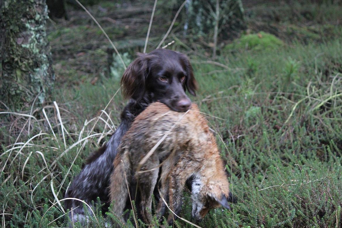 Kleiner münsterländer Løvmosen´s Tikka billede 14