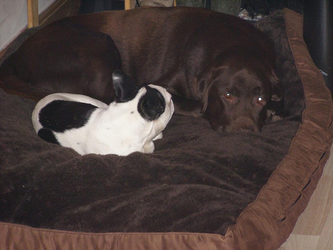 Fransk bulldog Hund billede 13