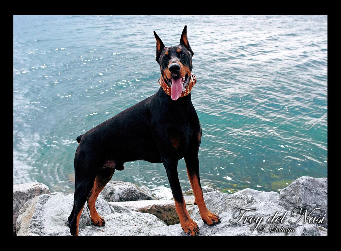 Dobermann ~ Hector (Troy del Nasi) - Velkommen til min profil, jeg hedder Hector. Her står jeg ved nyhavn. billede 3