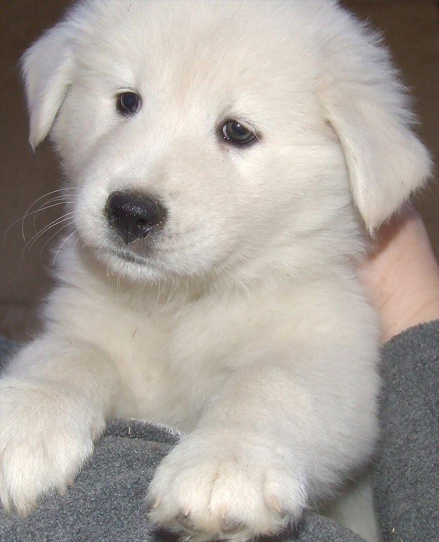 Blanding af racer Smilla billede 1