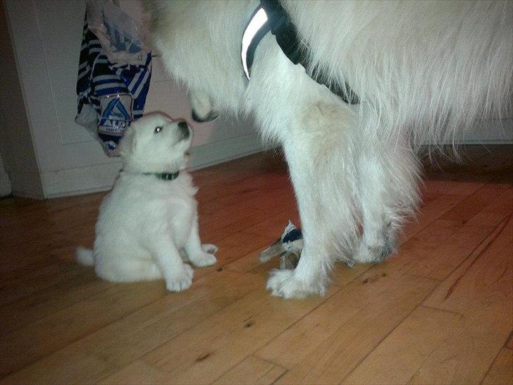 Blanding af racer Smilla billede 2