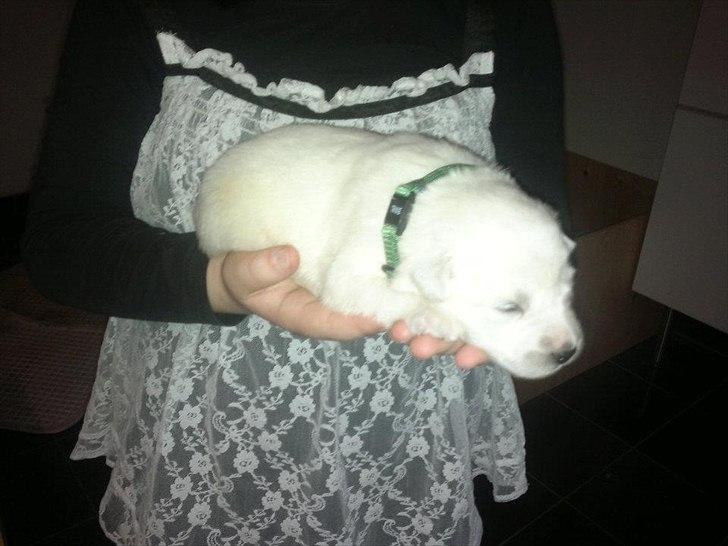 Blanding af racer Smilla billede 3