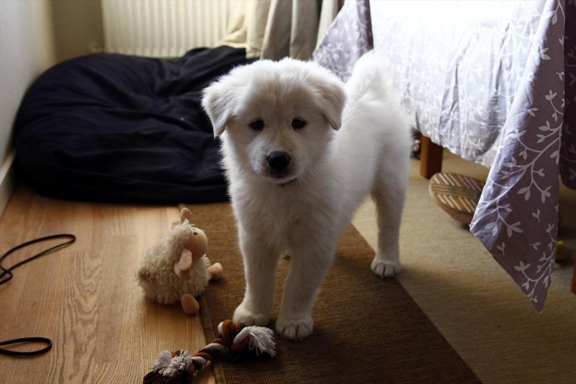 Blanding af racer Smilla billede 4