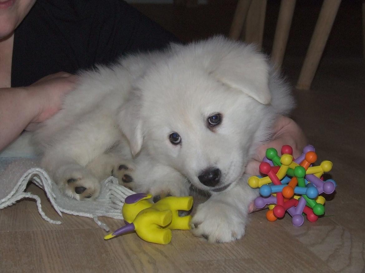 Blanding af racer Smilla billede 5