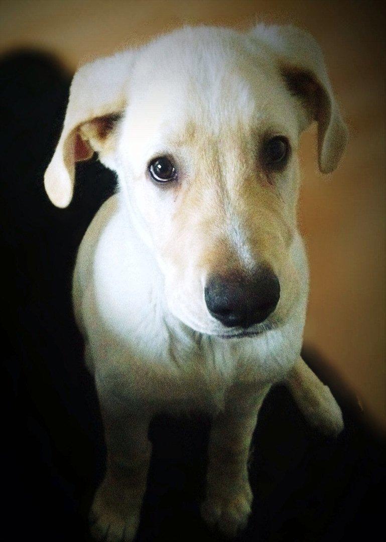 Blanding af racer Balou/Nanoq - Sikke nogle dejlige Disney øjne billede 1