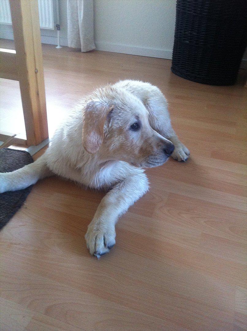 Blanding af racer Balou/Nanoq - Ude på ballader når man lige har været i bad billede 2