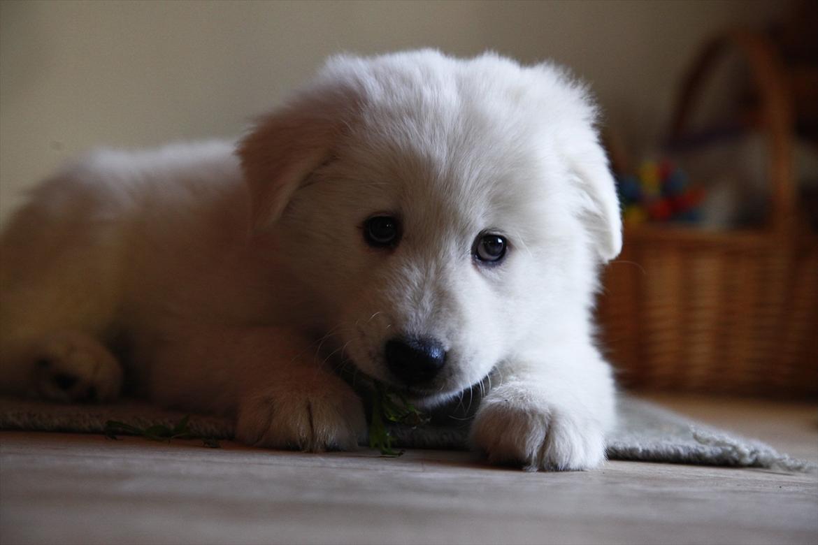 Blanding af racer Smilla billede 6