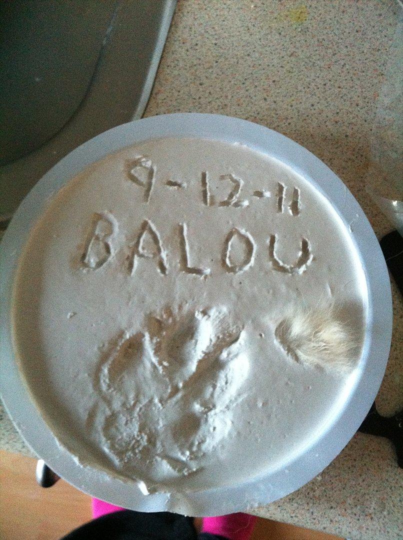 Blanding af racer Balou/Nanoq - lille platte billede 3