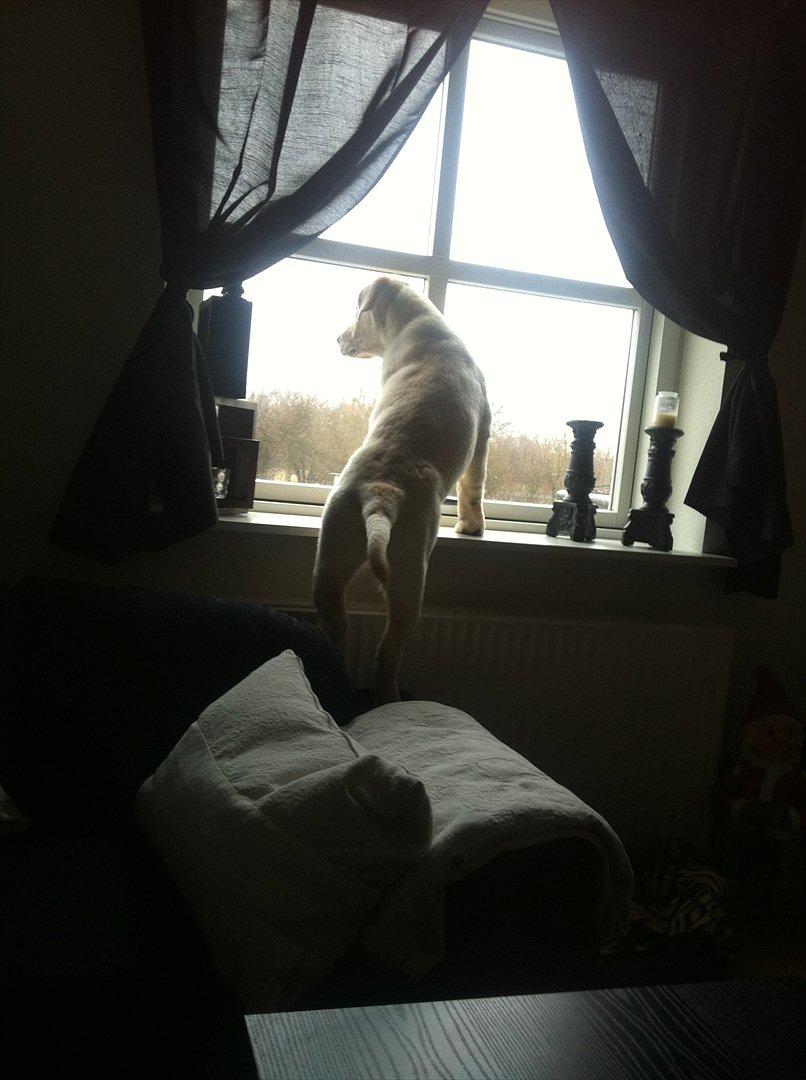 Blanding af racer Balou/Nanoq - Holder øje med Børnehaven overfor. billede 4