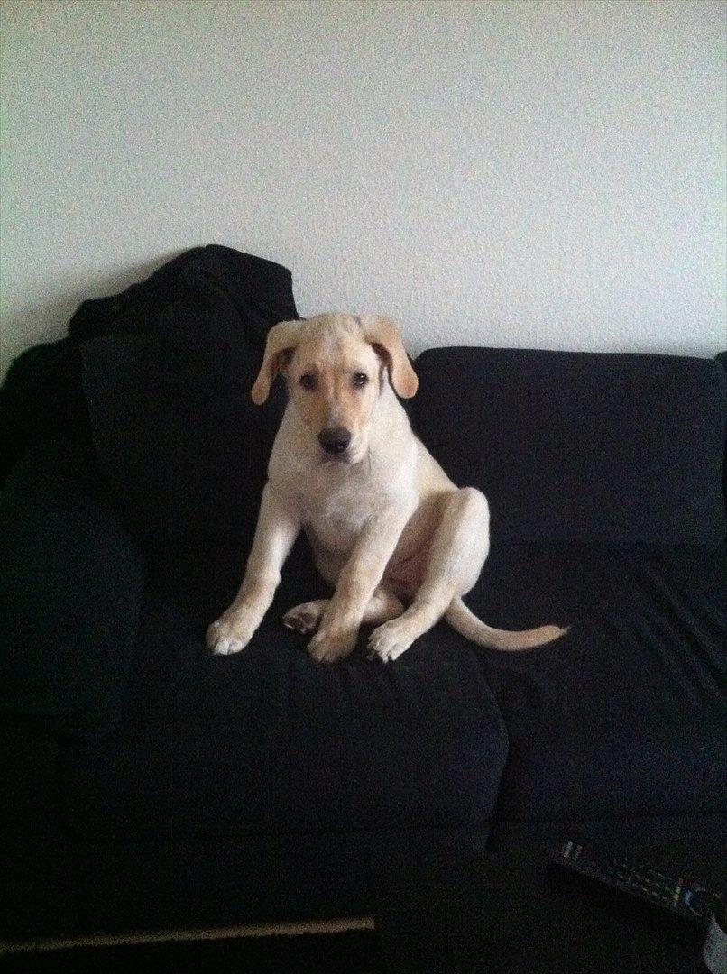 Blanding af racer Balou/Nanoq - Jeg må da godt være i sofaen. Hvis i spørger mig i hvert fald. billede 5