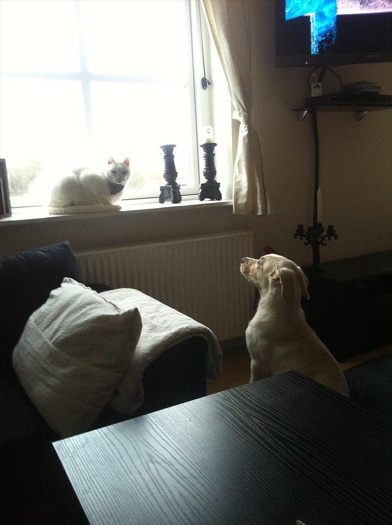 Blanding af racer Balou/Nanoq - Gizmi!! kom nu ned og leg!! billede 6