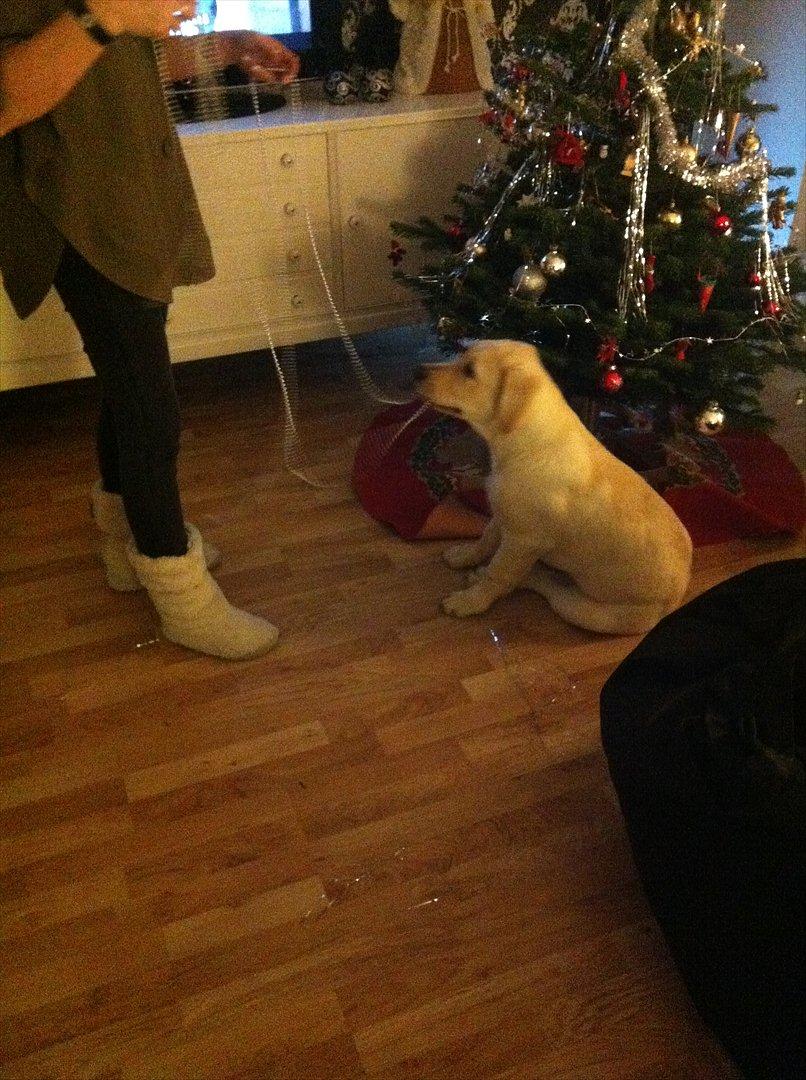 Blanding af racer Balou/Nanoq - Hjælper min mormor med at pynte juletræ billede 7