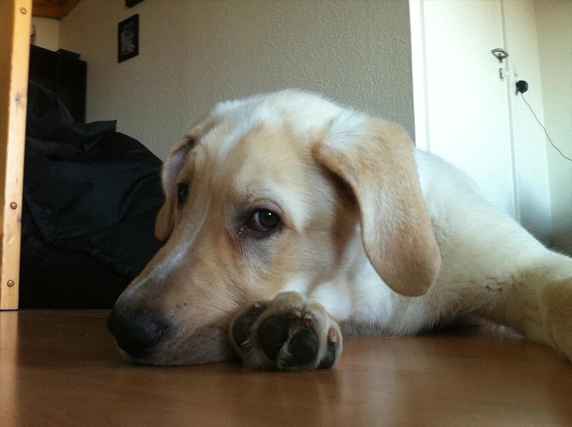 Blanding af racer Balou/Nanoq billede 8