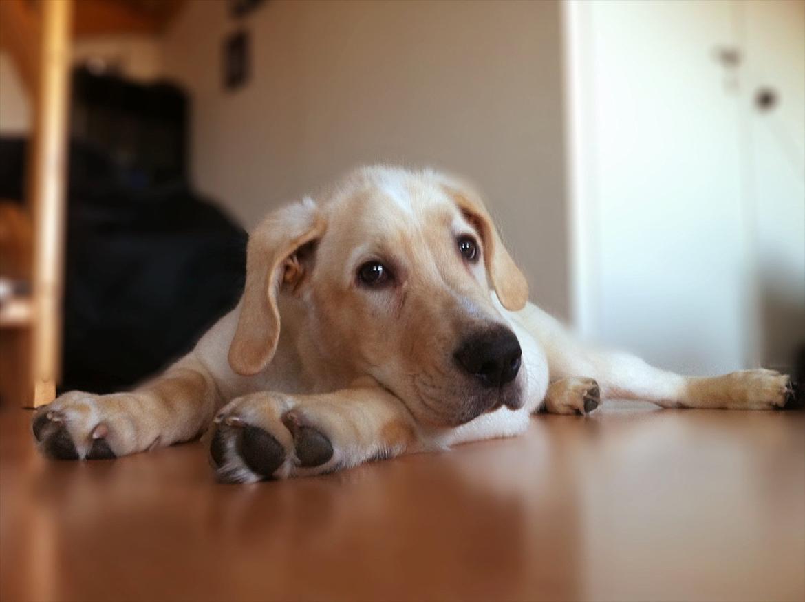 Blanding af racer Balou/Nanoq - Lille engel billede 9