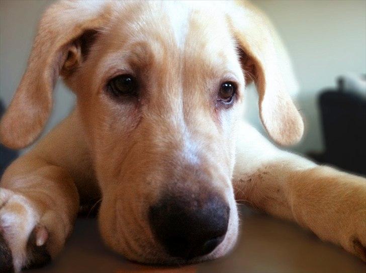 Blanding af racer Balou/Nanoq billede 10