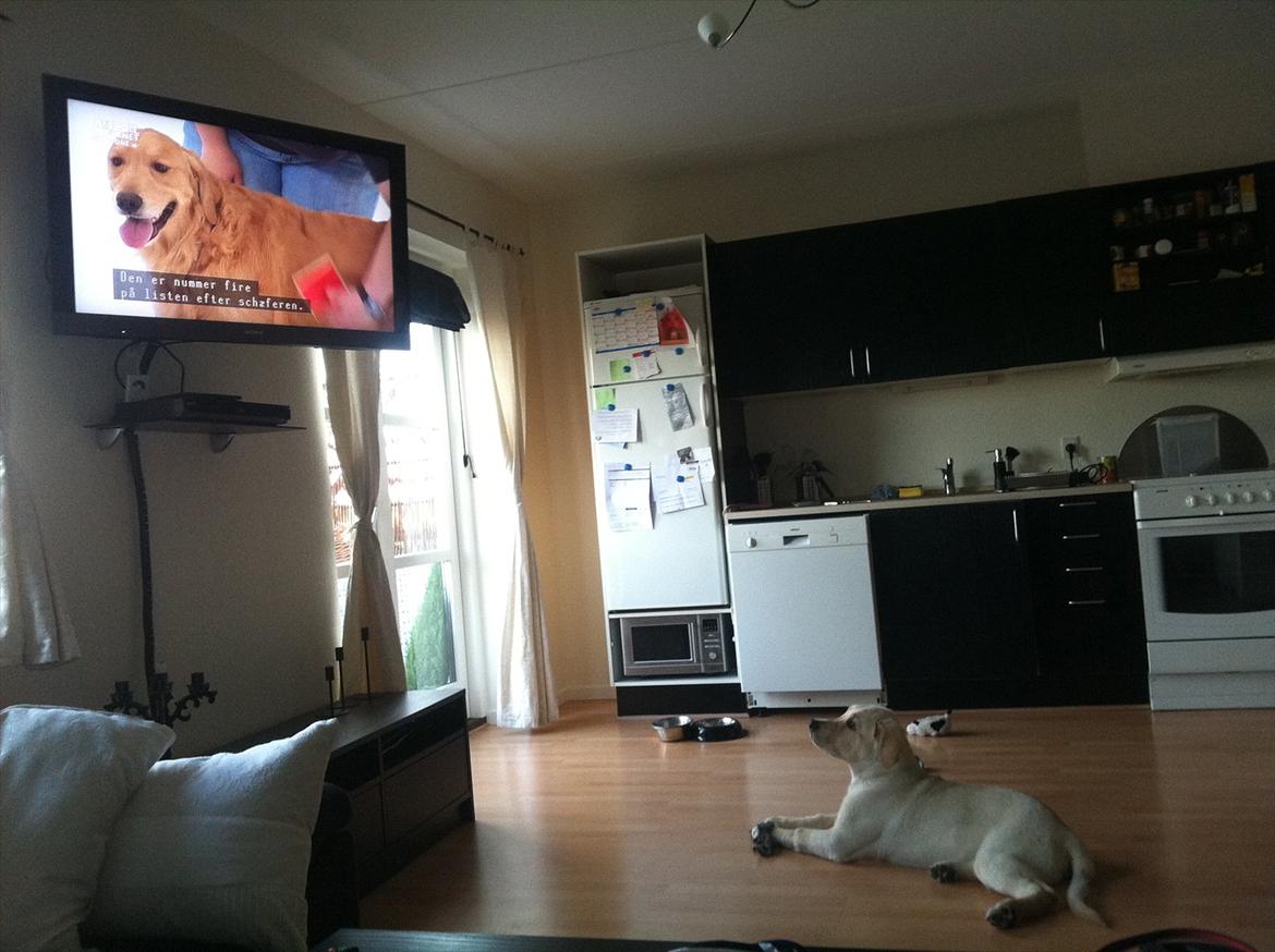 Blanding af racer Balou/Nanoq - Ser lige dogs 101 på Animal planet billede 11