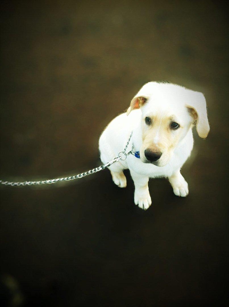 Blanding af racer Balou/Nanoq billede 12