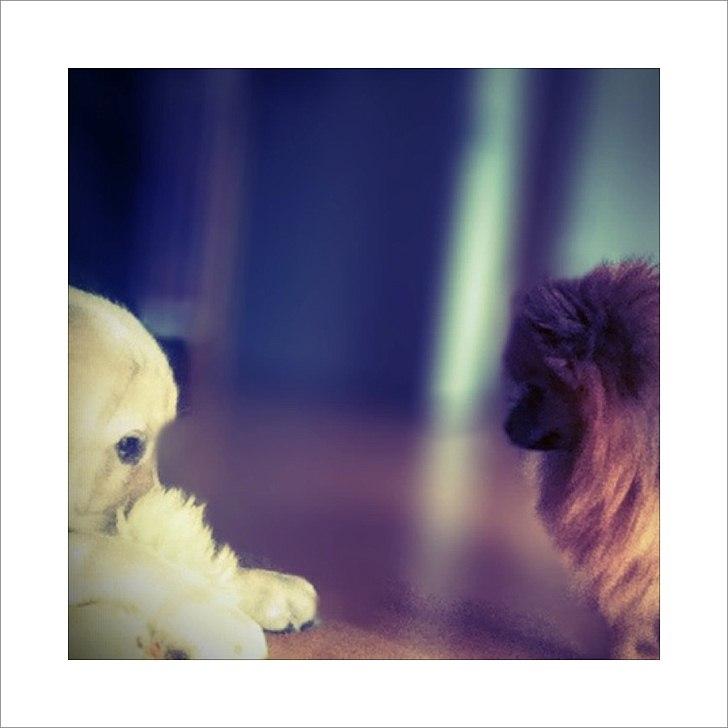 Blanding af racer Balou/Nanoq - Addie siger " må jeg lege med kyllingen"  Balou siger " NEEJ det min" billede 13