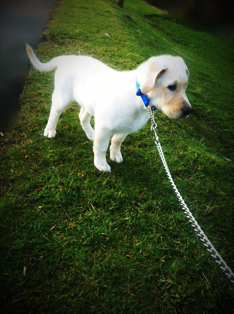 Blanding af racer Balou/Nanoq billede 14