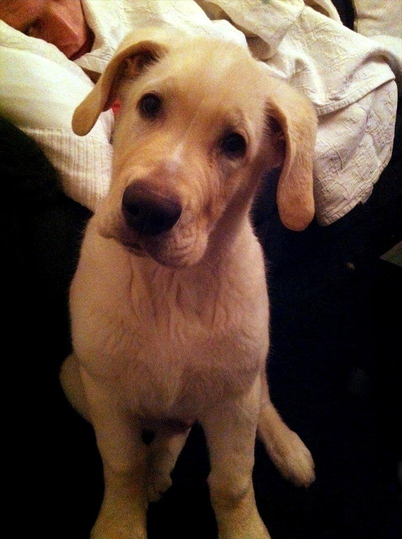 Blanding af racer Balou/Nanoq billede 15