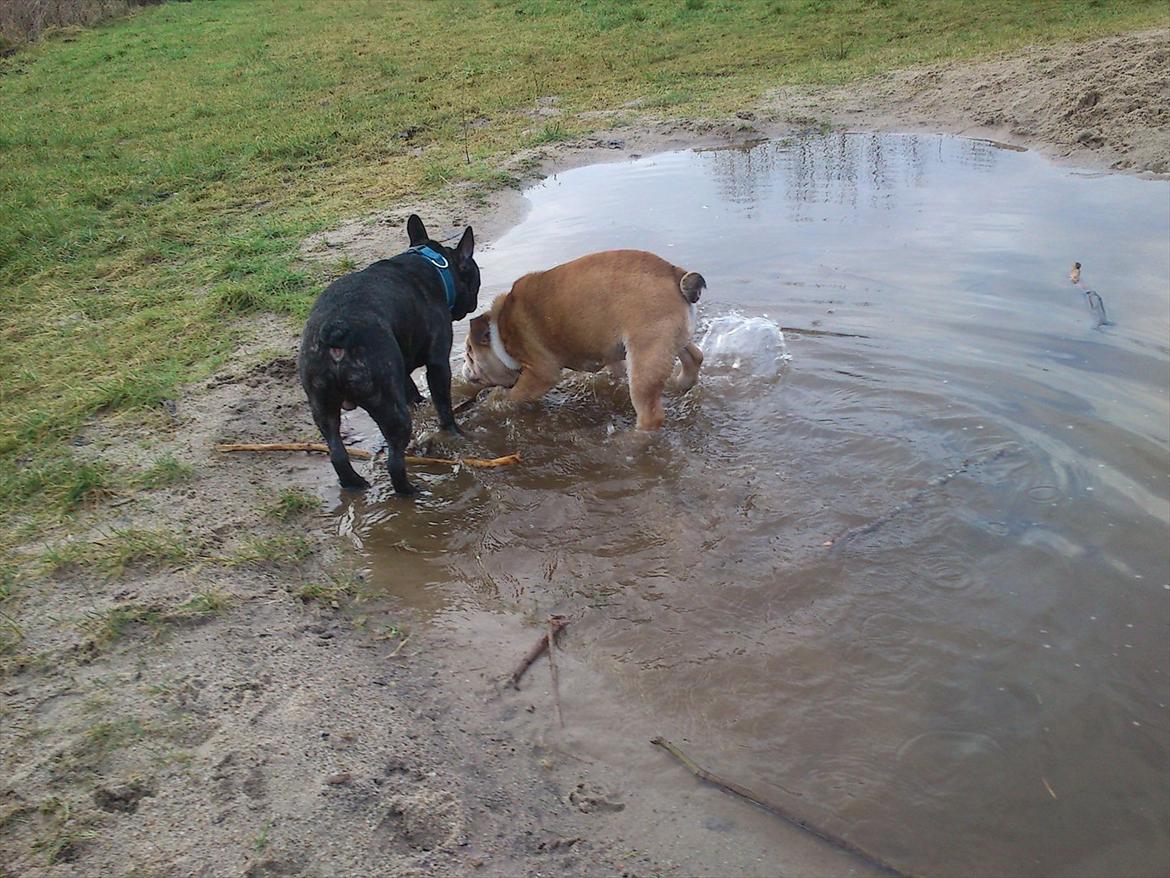 Engelsk bulldog Barny Extreme Bull Blanka 'Tia' - Carlos (Vores franske bulldog) til venster og Tia til højre.
Vandhunde! billede 2