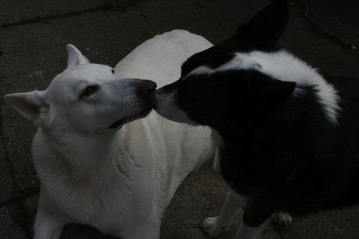 Hvid schæfer Idunn billede 6