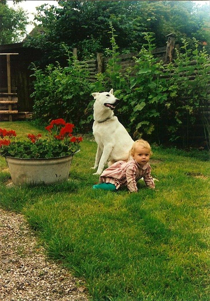 Hvid schæfer Idunn billede 7