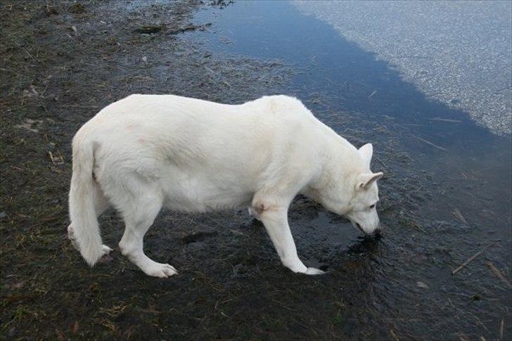 Hvid schæfer Idunn billede 8