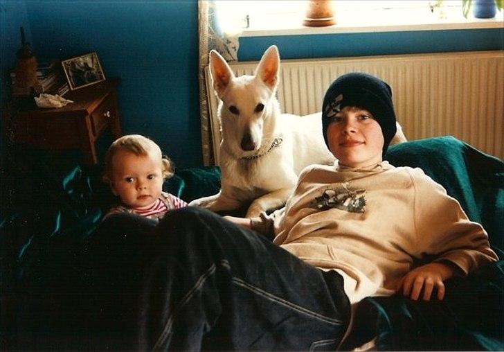 Hvid schæfer Idunn billede 9