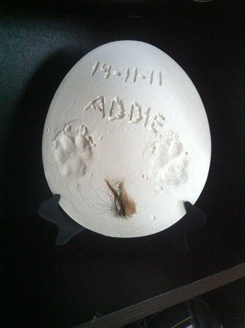 Pomeranian Topsy's Addie R.i.p - Addies platte billede 18