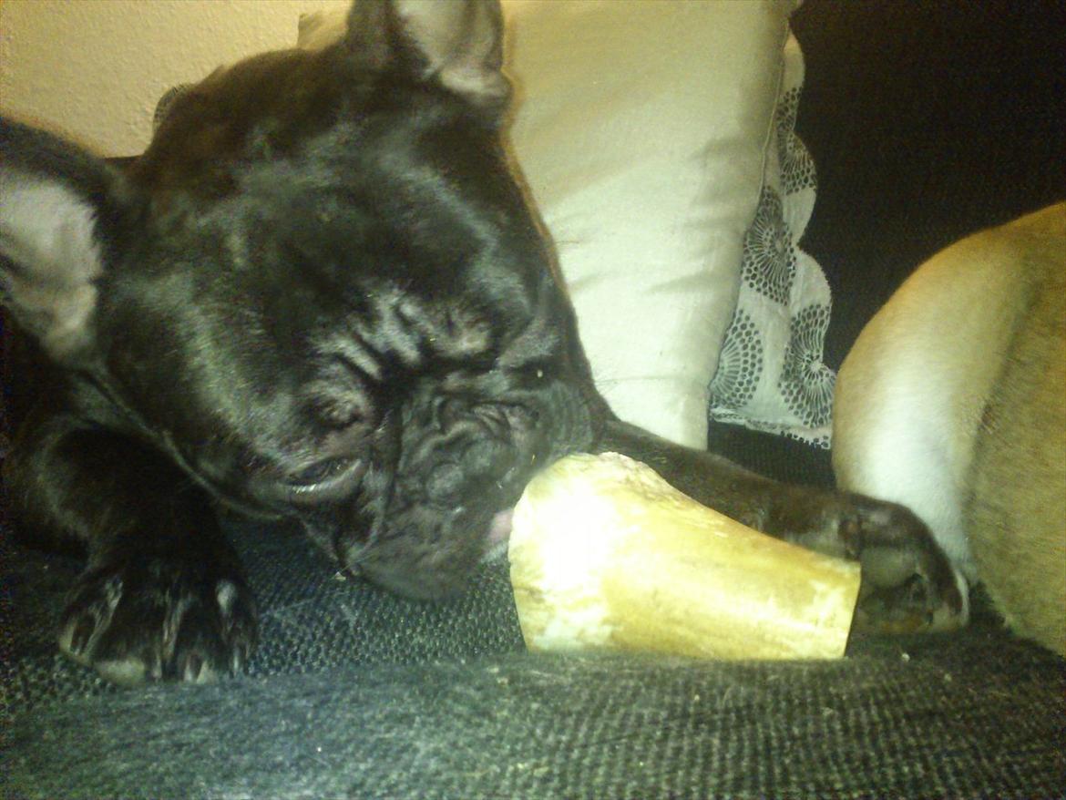 Fransk bulldog Carlos billede 14