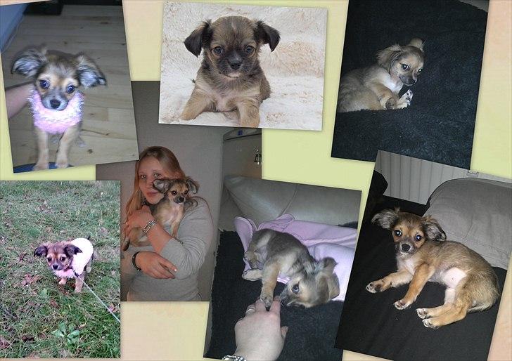 Chihuahua Søde Fie - En collage jeg selv har lavet :) billede 11