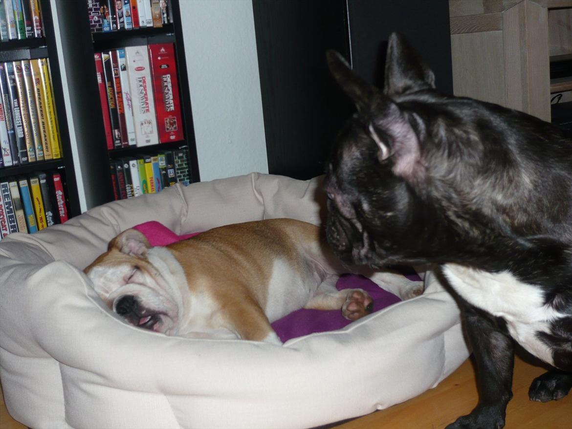 Fransk bulldog Carlos - Jeg holder lige et vågent øje med min nye værelses kammerat :) billede 16