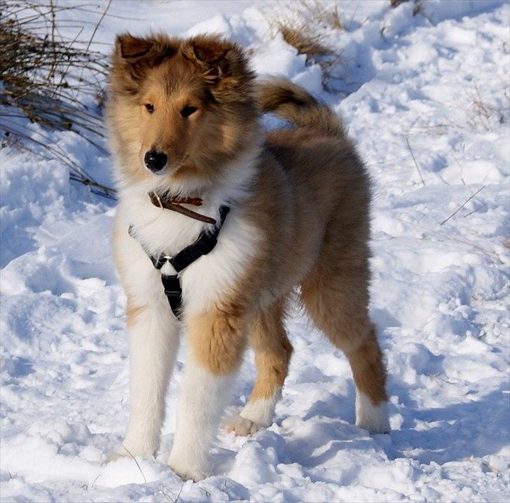 Collie langhåret Kenzo - Gammelt billede!
Kenzo ude på gåtur i sneen.
7 mdr. billede 11