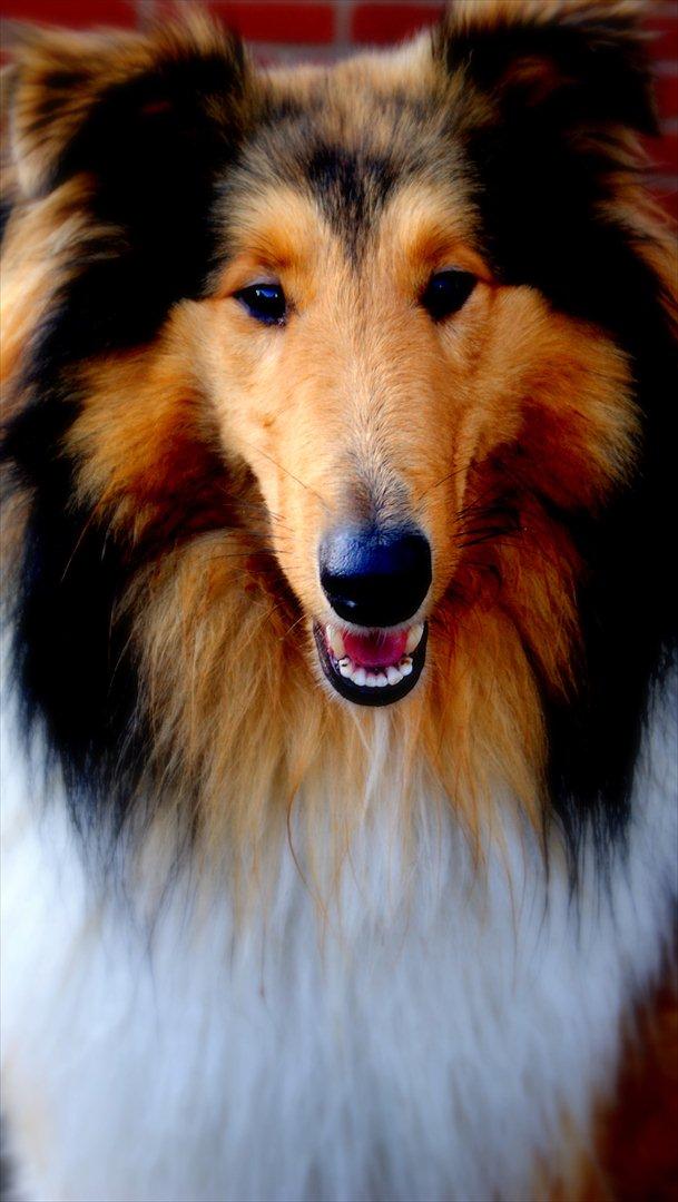 Collie langhåret Kenzo - Nyt billede! 
Kenzo, en lækker dag 2012. 
1 år og 3 mdr. billede 1