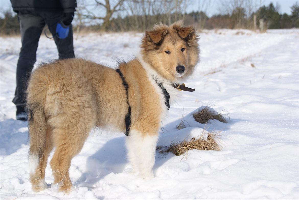 Collie langhåret Kenzo - Gammelt billede!
Kenzo på gåtur i sneen.
7 mdr. billede 12