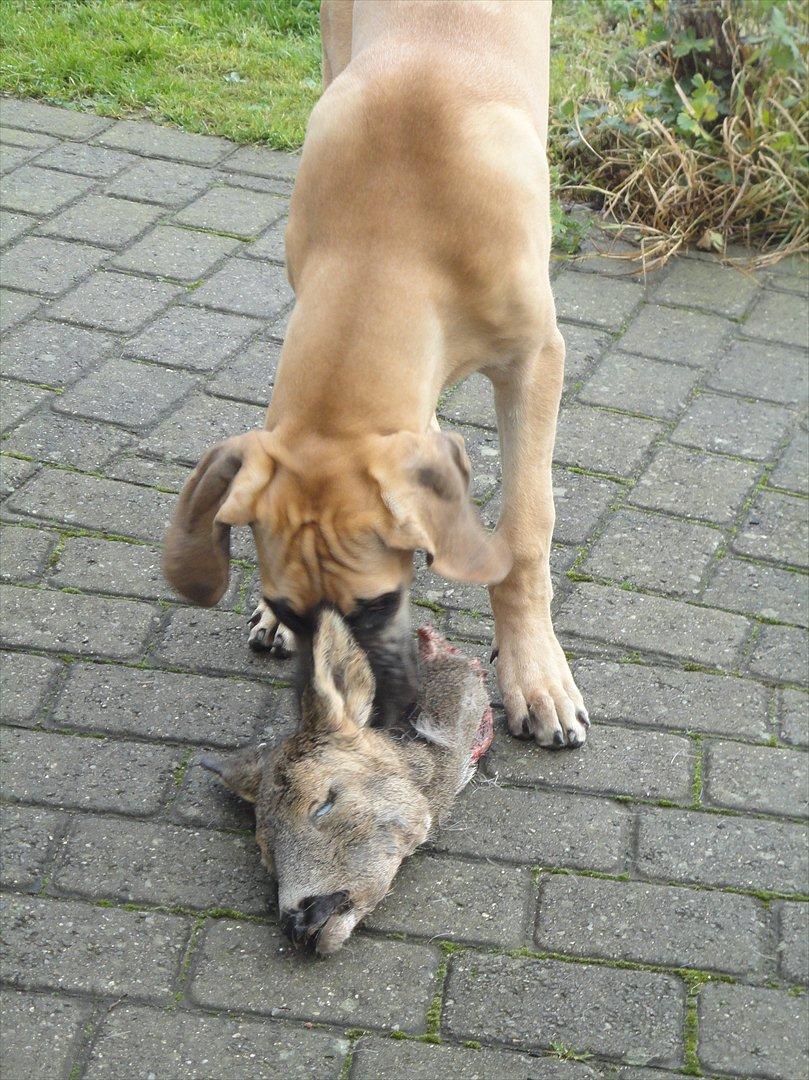 Grand danois Marmaduke RIP - Marmaduke spiser et måltid mad.

Han elsker sin mad..
efter jeg er begyndt at give ham BARF. rovdyrmave.dk billede 6