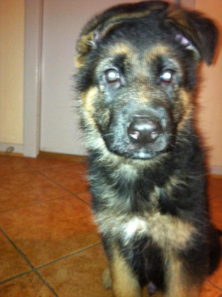 Schæferhund Balou billede 1