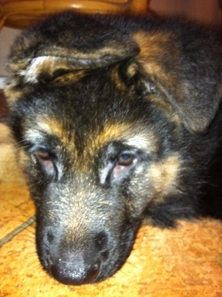 Schæferhund Balou billede 2