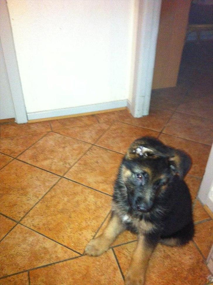 Schæferhund Balou billede 3