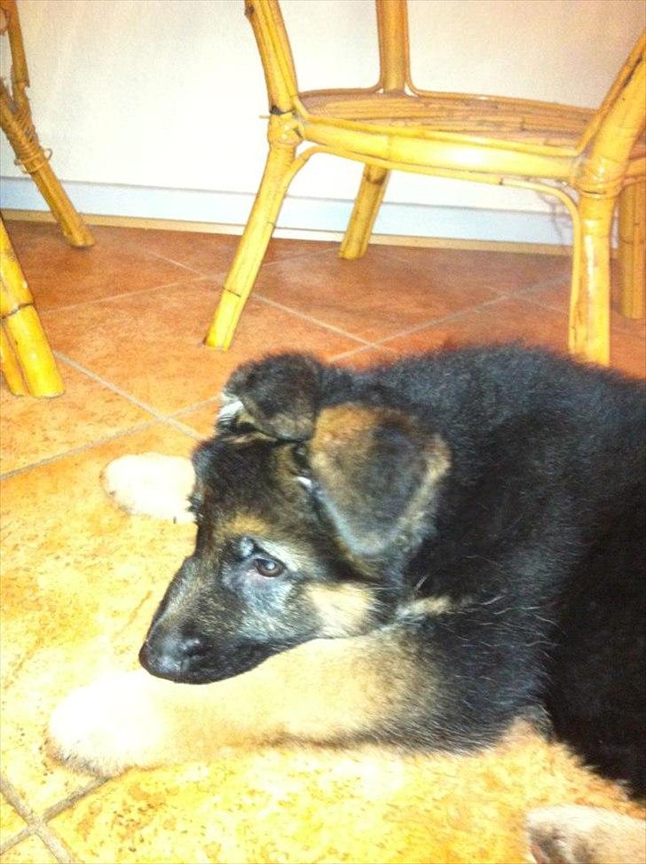 Schæferhund Balou billede 4