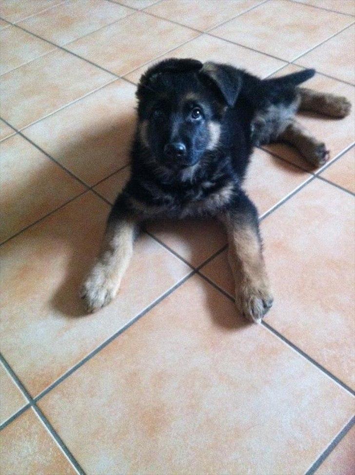 Schæferhund Balou billede 5