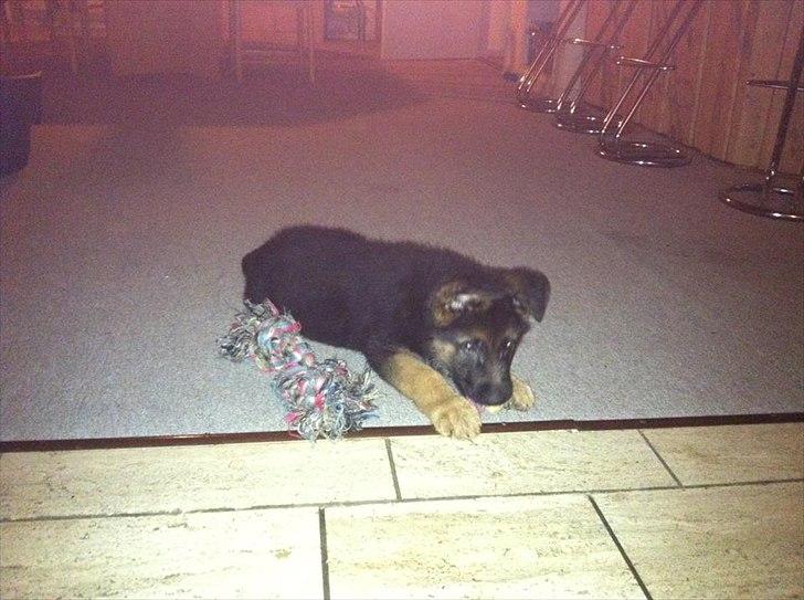 Schæferhund Balou billede 6