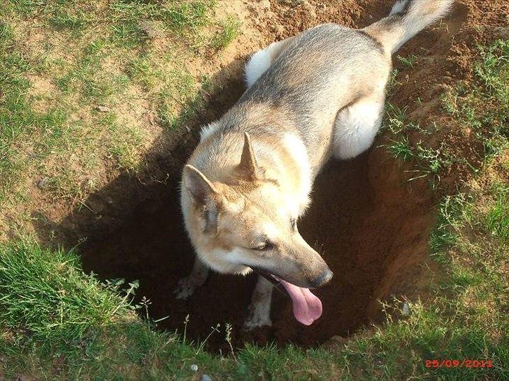 Schæferhund Kenzo - Dette hul har jeg selv gravet :) billede 14