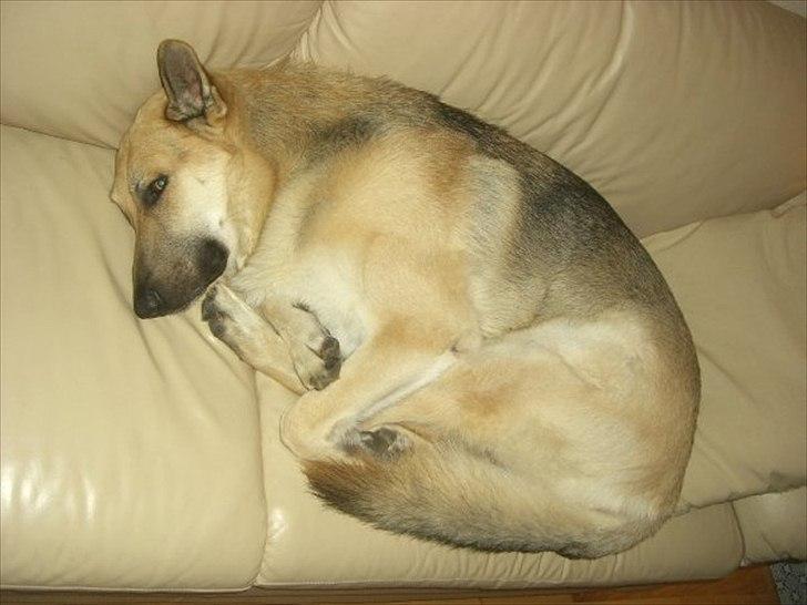 Schæferhund Kenzo - Skrid nu med det kamera, kan du ikke se jeg sover !!! billede 15