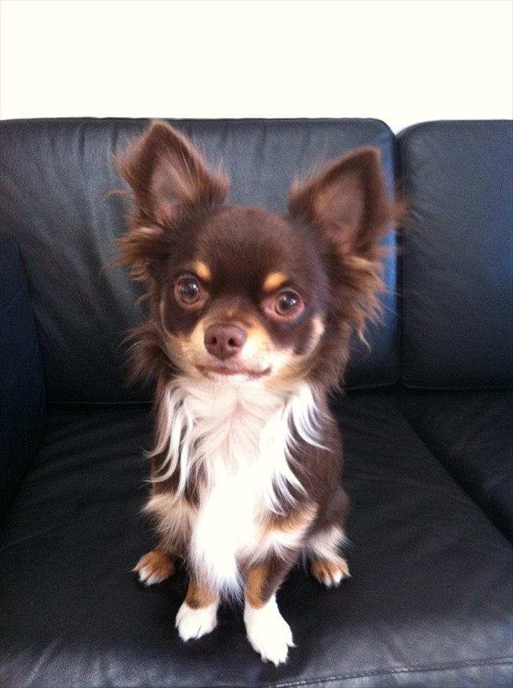 Chihuahua High Fly Justin Time Valentino billede 1